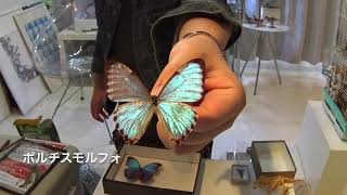 ポルチスモルフォとアサギマダラの紹介【蝶の標本】Butterfly specimen collection!!