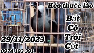 29/11/2023 Lên Tiếp 9 Em Khướu Bổi Lỡ Tố Chất. Trống Mái Có Cả. LH: 0974 193 391