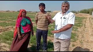 Cummin Cultivation - Khadir Bet, Kutch