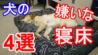 【犬の嫌いな寝床4選】寝床をホリホリ、噛み噛み、トイレで寝ちゃって寝床でトイレ！？の原因はまさかのぉ？