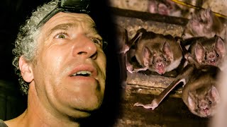 Vampire Bat Colony Found In Abandoned Hut | The Dark:  Nature's Nighttime World | BBC Earth