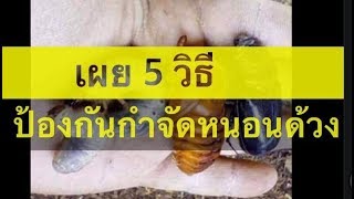 เผย 5  วิธี ป้องกันกำจัดหนอนด้วง