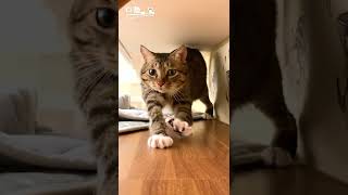 【俊榮短片】 貓咪剛起床真的太萌啦！！！