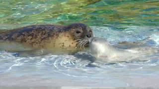 もち丸プリプリ元気！くっついて泳ぐゴマフアザラシ親子【旭山動物園】　ぽちゃ丸おかあさんと、赤ちゃんのもち丸