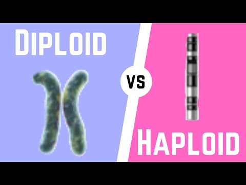 When two grasshopper sex cells join the chromosome number in the new cell is half or double?