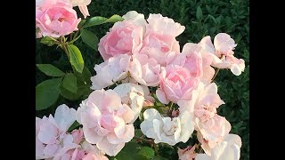 Rosier 'Centenaire de Lourdes®' Rose Profusion et exubérance Douceur et fragrance.