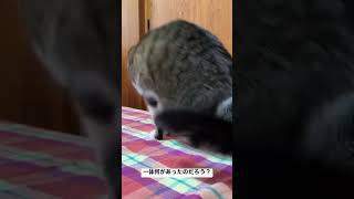 【猫】尻尾がボッとなった猫がする行動 #shorts