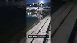 #밤낚시#대천항#보령시#충청남도#감성돔#우럭#초보강태공#모기