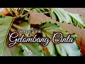 Bunga Gelombang Cinta || Dulu sempat viral | masyusngawi