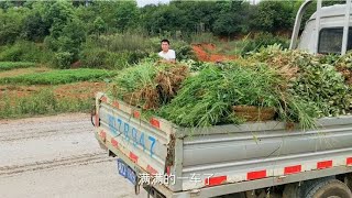 养殖户喂草养了几千尾草鱼在山里两口鱼塘天天有这个现象都想放弃