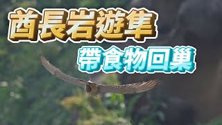 (2021年)酋長岩遊隼_EP62_帶食物回巢_Falco peregrinus_ハヤブサ_송골매_5月12日