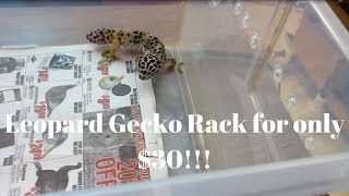 DIY Cheap Leopard Gecko Rack - Benjamin's Exotics