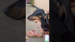 ഒരു കുളിസീൻ കാണാം 🎀❤️||Daytimewithchippy||#pets #trending #shortsfeed