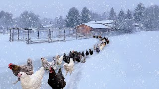 The Most Effective Way to Raise Chickens for More Eggs - Even in Harsh Winter! Organic Poultry farm