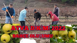 AYVA FİDANI KAÇA KAÇ DİKİLİR. EGE 22 AYVA FİDANI DİKİMİ NASIL YAPILIR.