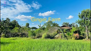 清邁特色咖啡館Chiang Mai Specialty Cafe〔9〕:Ginger Farm