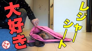 トイプードルはレジャーシートが大好き【犬の面白動画】【かわいい】【ムギカル】#38