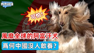 廣受各國明星喜愛的阿富汗犬，顏值高又溫順，為何中國禁止飼養？