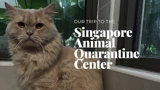 Singapore Animal Quarantine : 20 நாட்கள் தனிமைப்படுத்தப்பட்ட Brownie.India to Singapore விமான பயணம்