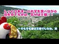 【岩手県】やきいもと千本桜【一戸町】