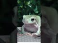 総攻撃を食らうイエアメガエル カエル イエアメガエル frog cutefrog