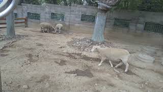 【朗報】ヒツジさん仲良く食事（＾＾）（五月山動物園）[Good news] Mr. sheep get along well (^ ^) (Mayyama Zoo)