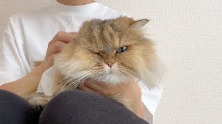 【スッキリ】久しぶりの耳掃除が気持ち良すぎた猫がこちらw