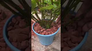 How amazing to grow orchids propagate plant fast and easy #2857