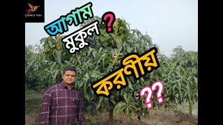 🥭🥭আম বাগানে আগাম মুকুল আসলে করণীয়🥭🥭