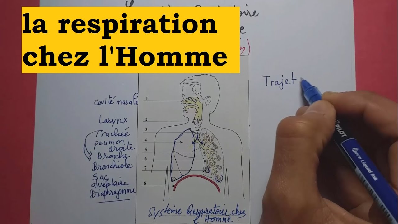 LA RESPIRATION CHEZ L'HOMME - YouTube