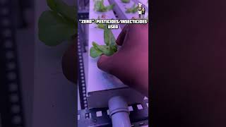 Indoor Harvest farming in Nagarbhavi | #hydroponics #bengaluru #wannaknowwhereweeat