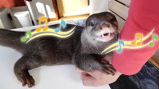 【カワウソの鳴き声】パパ「ビンゴの鳴き声に癒されるわ〜」Otter Bingo squeaks can heal my heart