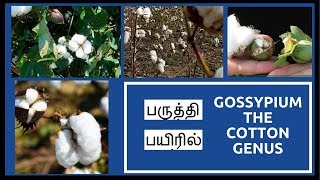 பருத்தி பயிரில் ( Gossypium  the cotton genus)