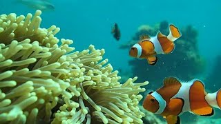 1 HOURS Stunning 4K Underwater footage + Music | Nature Relaxation™ Rare & Colorful Sea Life Video