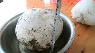 Two Giant Mushrooms 20cm in Diameter Found in Southwest China