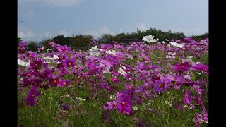 【スライドショー】しまばら火張山花公園・浜の川湧水