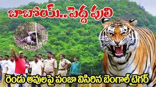 బెంగాల్ టైగర్..వేట#tigerattack#prathipadutiger#prathipaduvillege#prathipadutigernews#wildlife#tiger