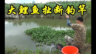 连续野河打窝开钓，阿琪遇大鲤鱼咬钩上鱼瞬间鱼竿直接断掉，真疯狂Big carp breaks off fishing rod【农村阿琪】