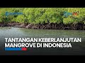 Tantangan Keberlanjutan Mangrove di Indonesia Butuh Edukasi Hingga Monitoring