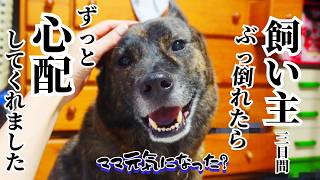 【感動】主、ぶっ倒れたら柴犬と甲斐犬がつきっきりで心配してくれました　#甲斐犬 #柴犬 #vlog 【柴犬・甲斐犬】