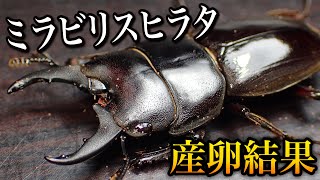 ミラビリスヒラタクワガタ産卵セット割り出し結果【クワガタ飼育】