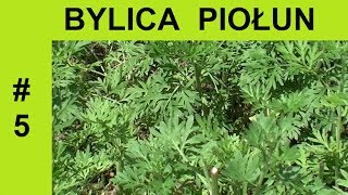 Bylica piołun - Roślina lecznicza, surowiec lekarski.Wermut. Artemisia absinthium #5