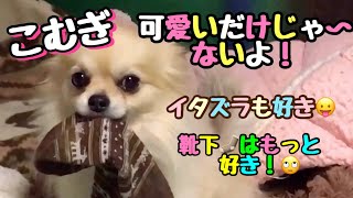 【キャンピングカー・車中泊と旅・愛犬】何気ない日常に見つけた可愛い意地悪😬とドヤ顔😏