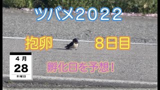 ツバメ２０２２　抱卵８日目　孵化日を予想！　４月２８日