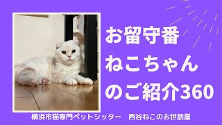 お留守番ねこちゃんのご紹介360【大切な猫のお客様】キャットシッター