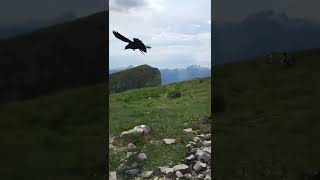 Beautiful alpine chough, Tour Mayen 🇨🇭