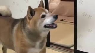 非常に怒っている犬