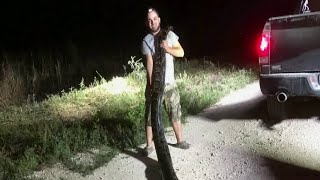 17-foot python caught in Florida
