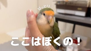 とっても幸せそうな顔してくれる甘えんぼインコ【コザクラインコlovebird アカハラウロコインコredbelliedconure】