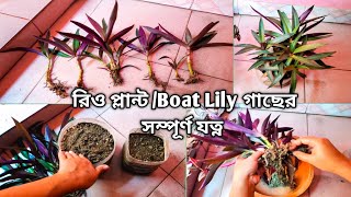 রিও গাছ মাটি ও পানিতে লাগানোর পদ্ধতি | Care And Propagation of Boat Lily | Rhoeo plant | Rio plant